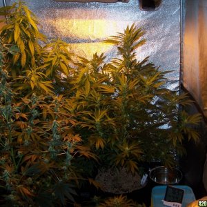(TNS - First Indoor Grow - 2013) Overview - Day 50 Flower 36