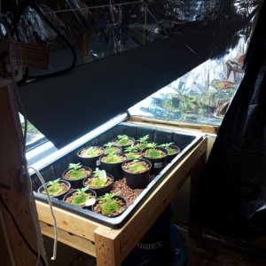 Seedlings under DIY T5 HO 6 bulb fixture