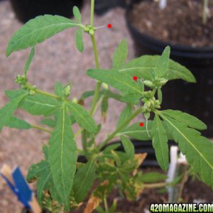 male plant reversed to female