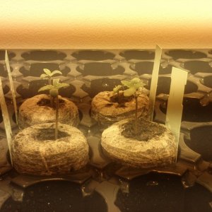 seedlings
