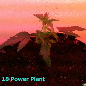 Blueberry and Power Plant