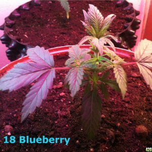 Blueberry and Power Plant