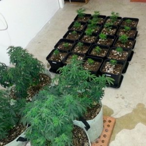 Mommies and Clones