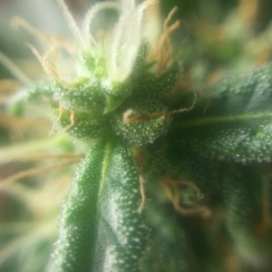 smaller plant trichomes