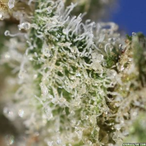 ATF_trichome_structure_