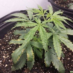 Problems with plants