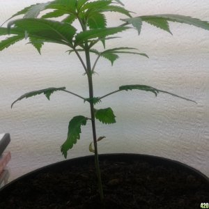 4 and half week old UNKNOWN cannabis plant