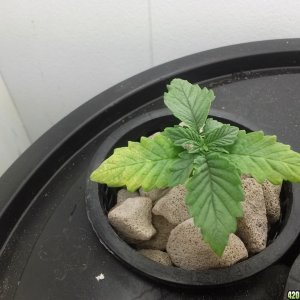 my plant issues please help