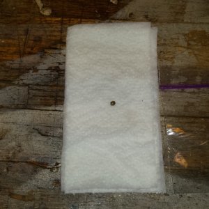 placing seed in papertowel for germination