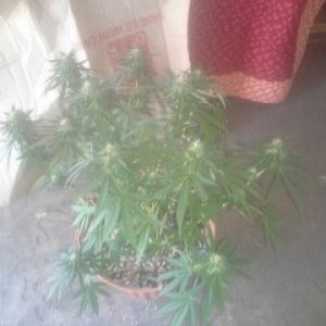 SoilGirl 9-21-14 grow update