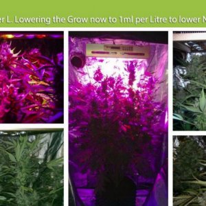 E.shine 5G GrowSun 320W LED Dark Devil Automatic Grow