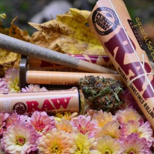 raw, papers, fall, flowers, purple