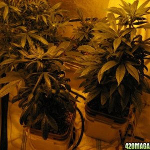 Strawberry cough,Champange,Sour Diesel and Bubba Kush,DR120
