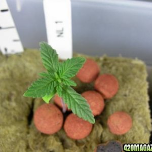 420 Cannabis Marijuana Hemp