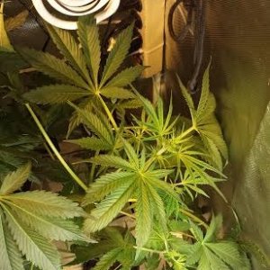 Ghost White widow from original sensible seeds