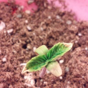 sick seedlings day #9 plant 4