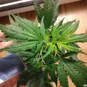 Critical Mass with a deficiency