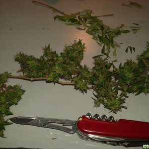 Harvested weed and made QWISO