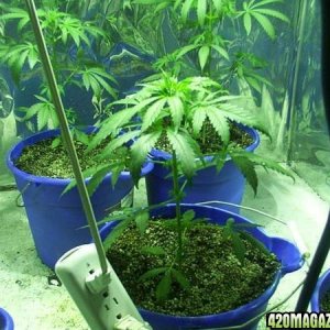 420 Cannabis Marijuana Hemp
