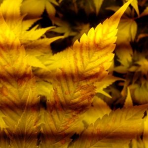 leaf problem on flowering