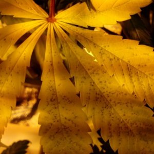 leaf problem on flowering