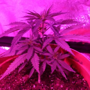 1st Grow, Day 28, Day 4 LST