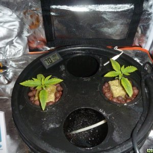 Heavyweight fruit punch DWC LED 15 days after germination