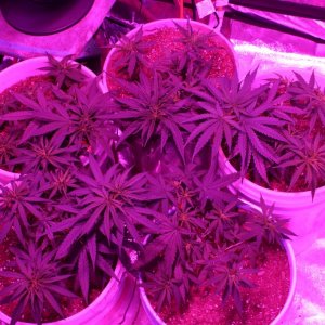 Day 34, LST and Topped