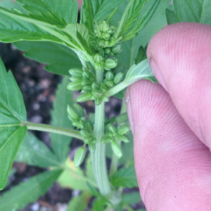 Cannabis Plant Male or Female?