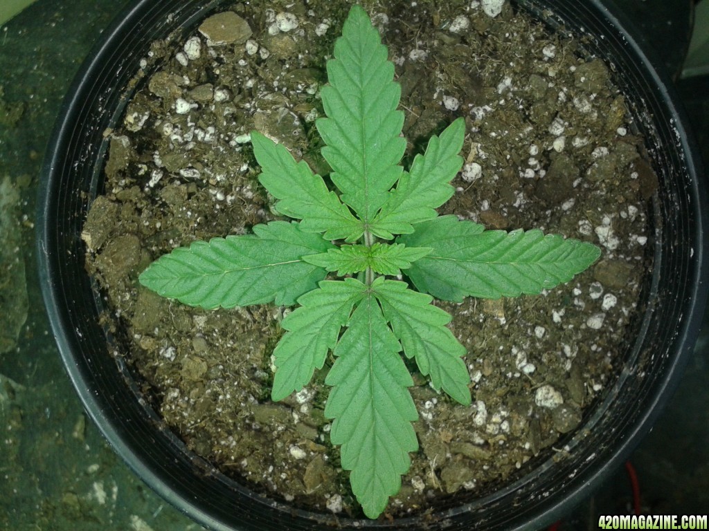 13_days_red_purps_5