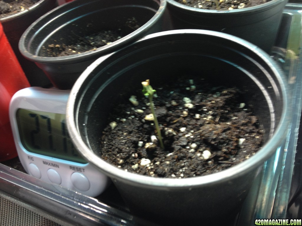 1st grow, Grow journal, bag seed