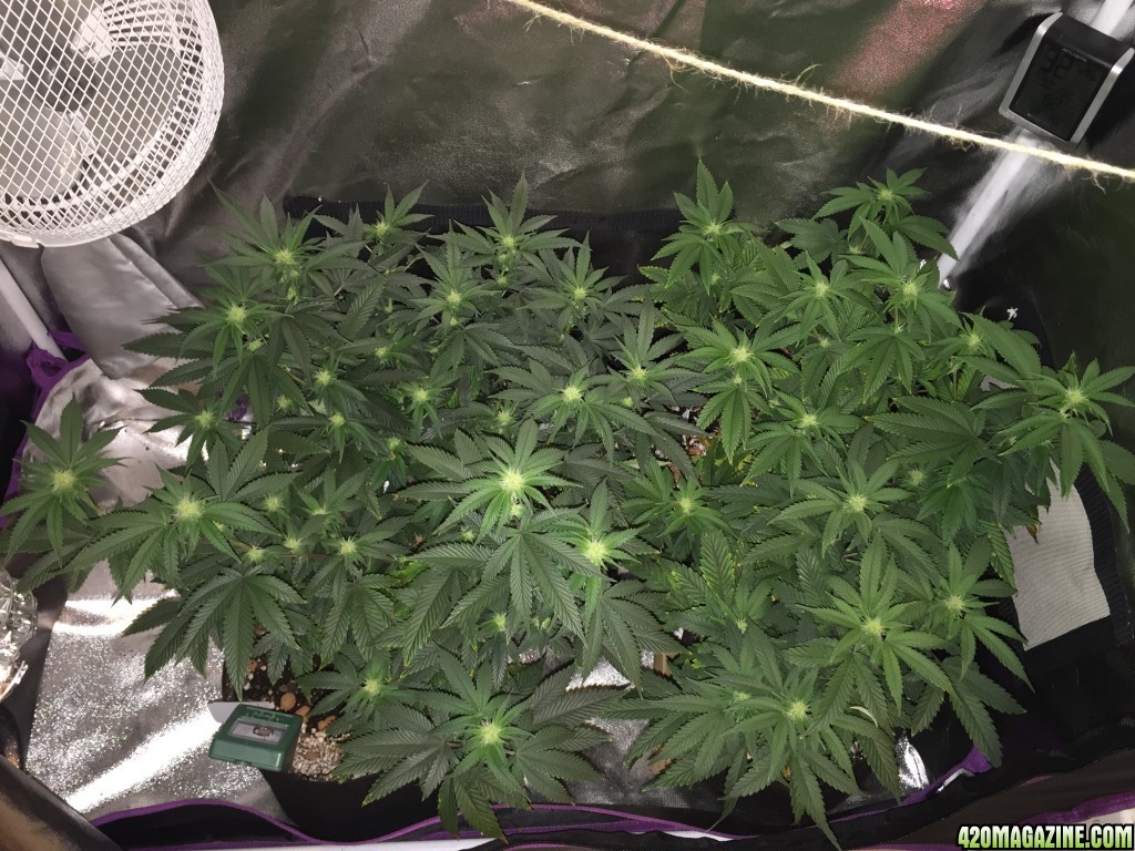 2 Weeks into flower and veg