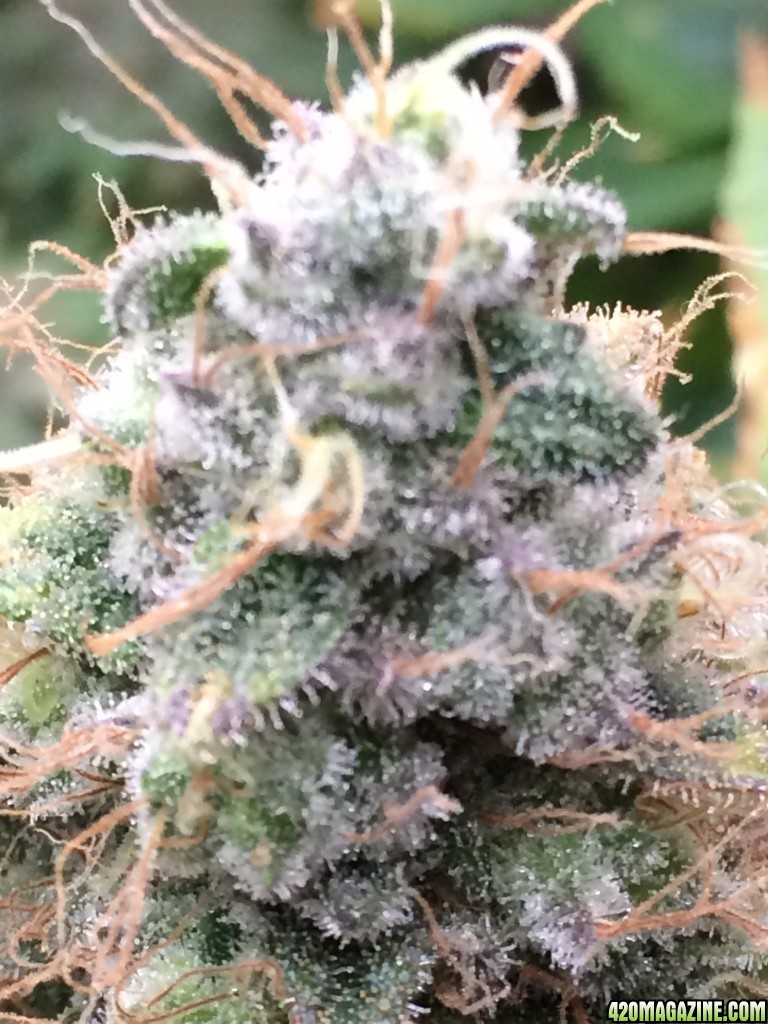 4-19-16 white skunk on day 61 from 12/12 flip