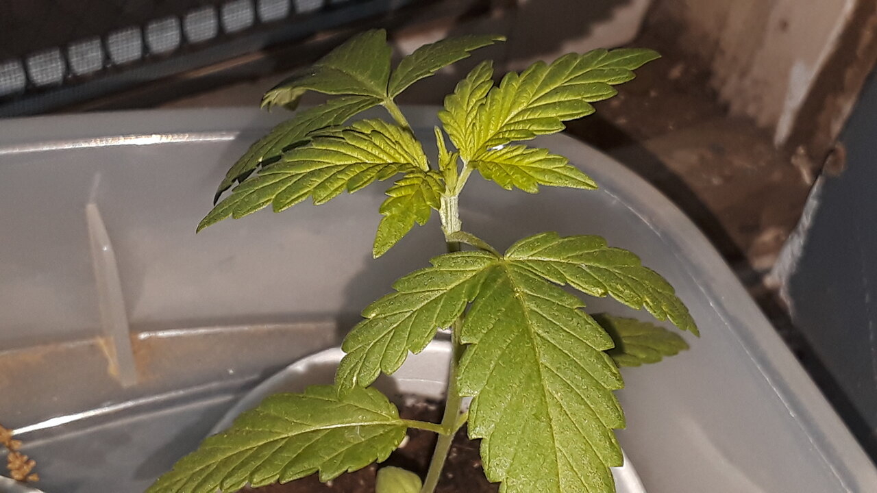 420 grow