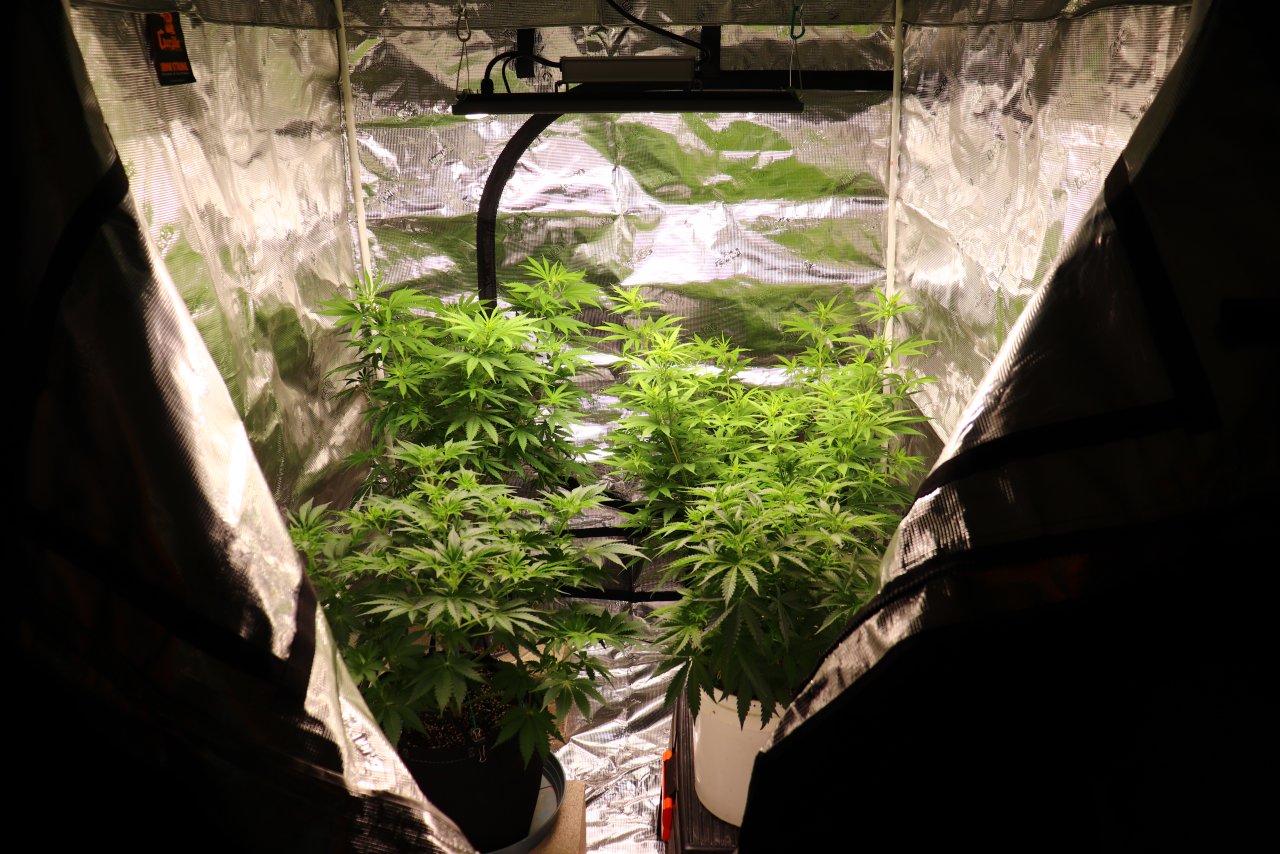 4x4 Overflow Tent-Days 1-8 of Flowering-4/28/24