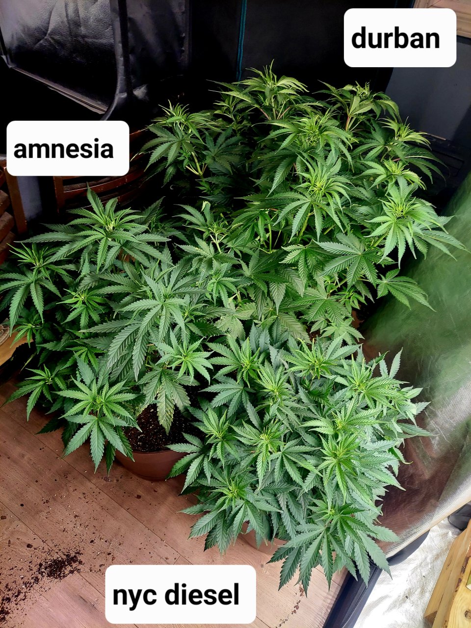 Amnesia-Durban Poison-NYC Diesel-FC4800 Summer Grow 2023-Grow Journal