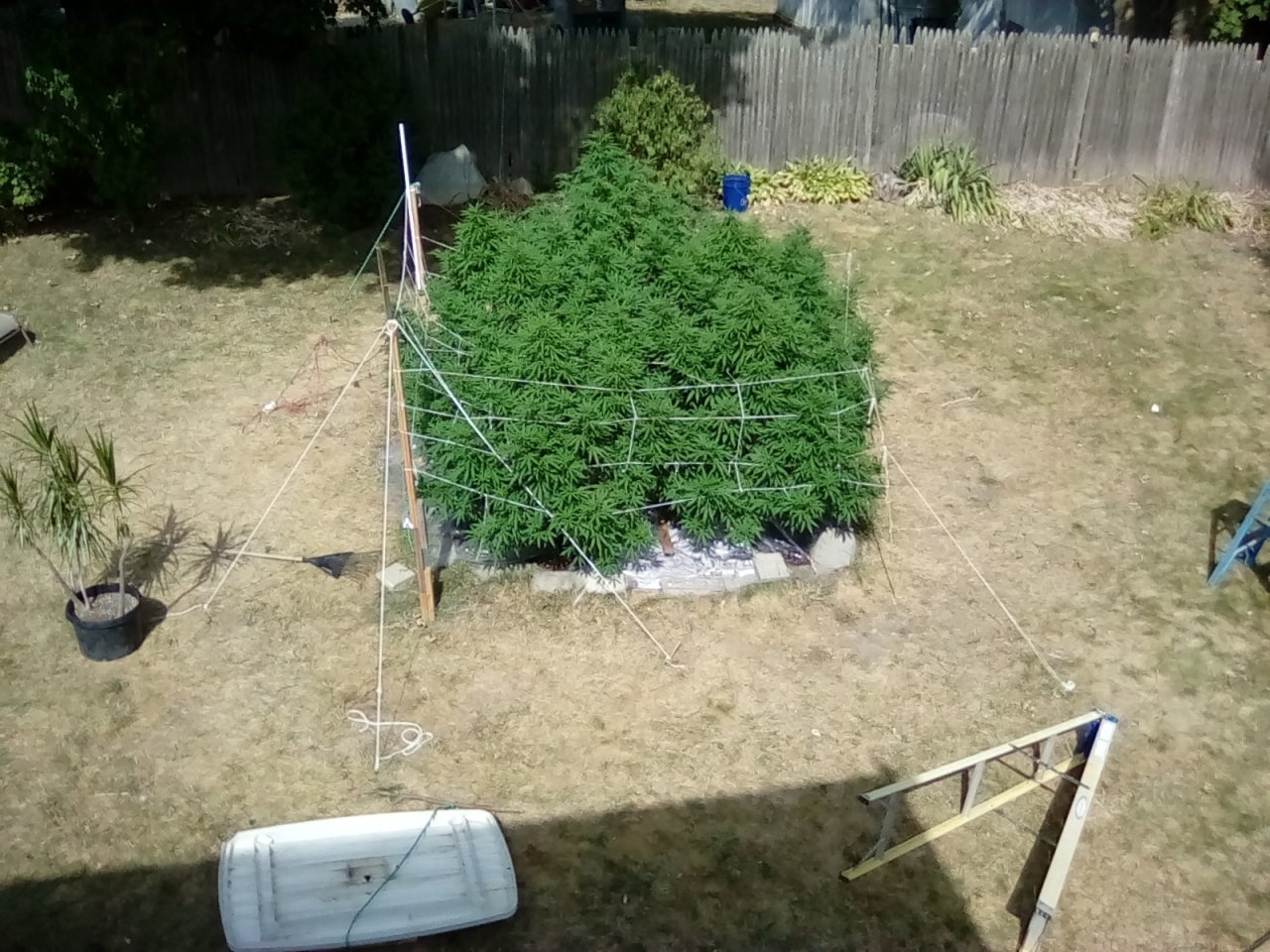 August 13 2020   About 130 square feet of canopy 10 x 13 x 6 f 8 in
