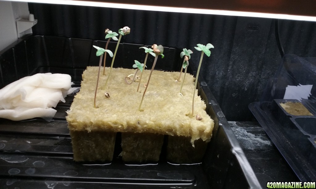 Auto seedlings