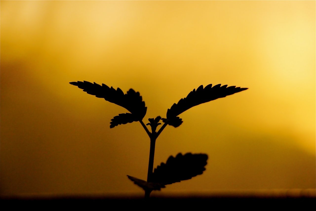 Baby Cannabis Plant w/Silhouette Effect