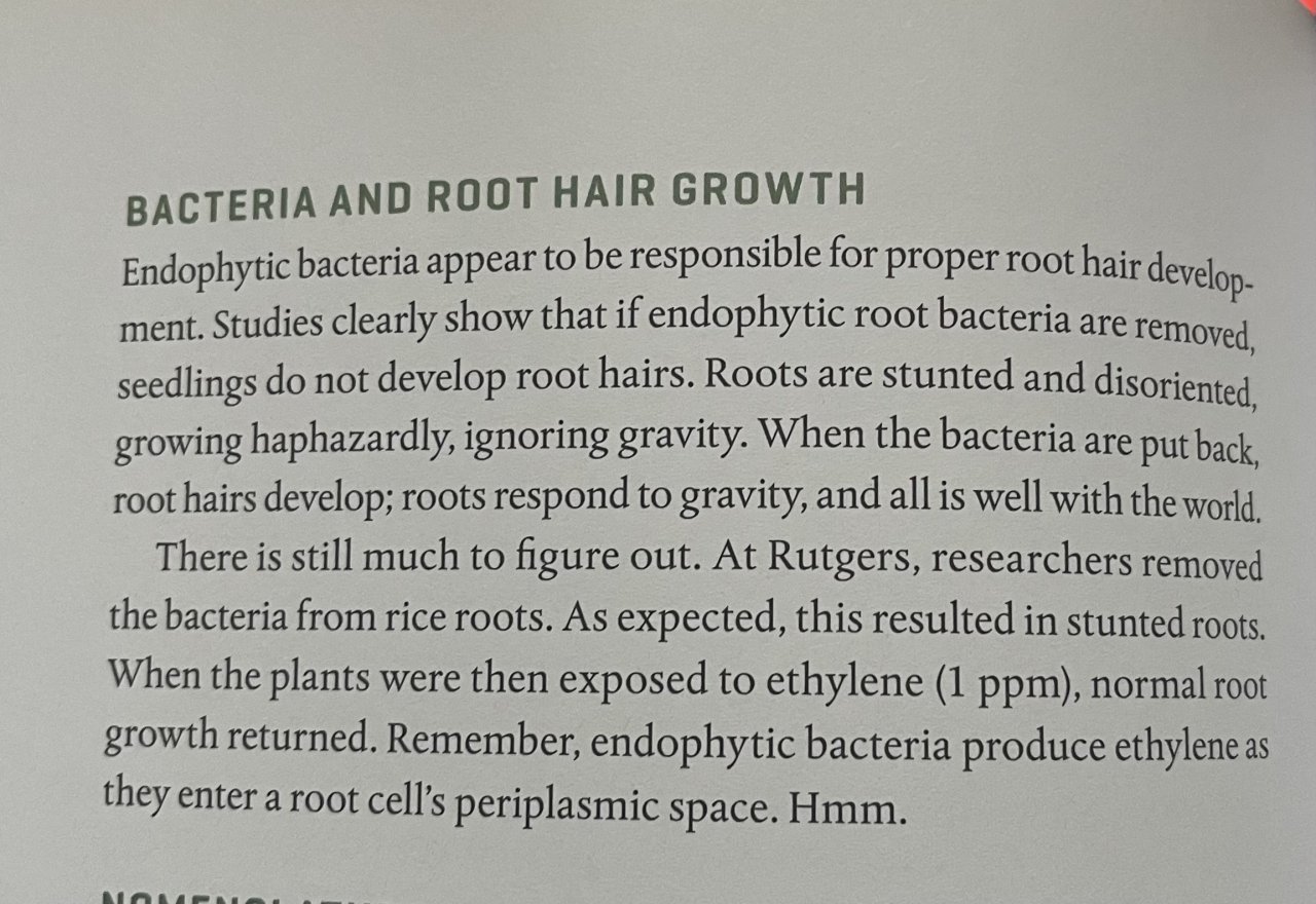 Bacteria and root growth