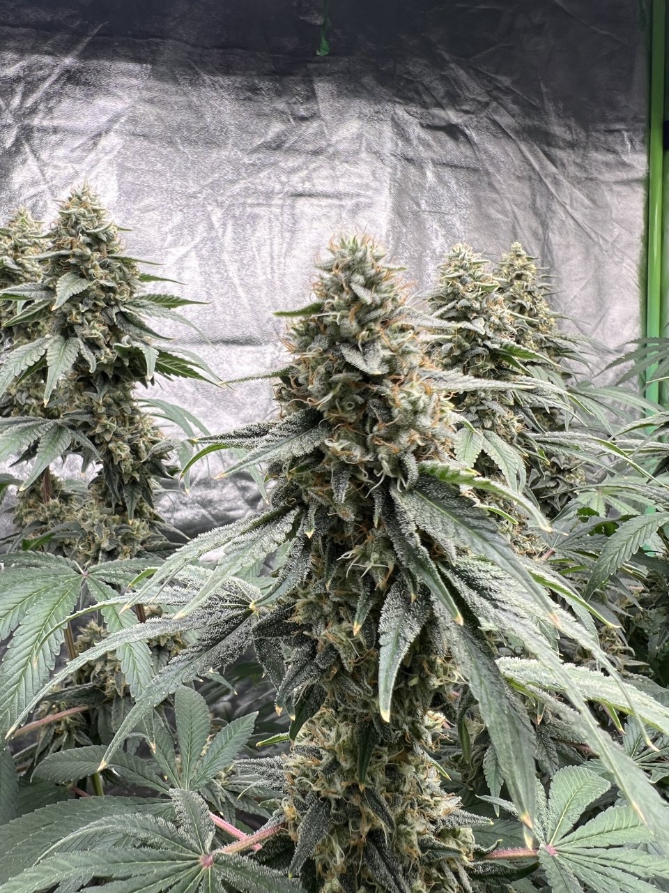 Banner Day 73 and day 45 of flower