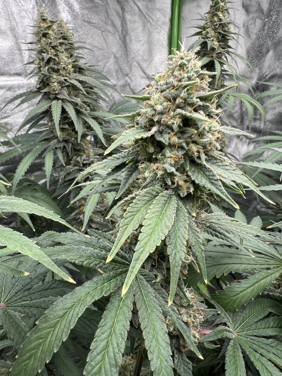 Banner flower Day 75 and day 47 of flower