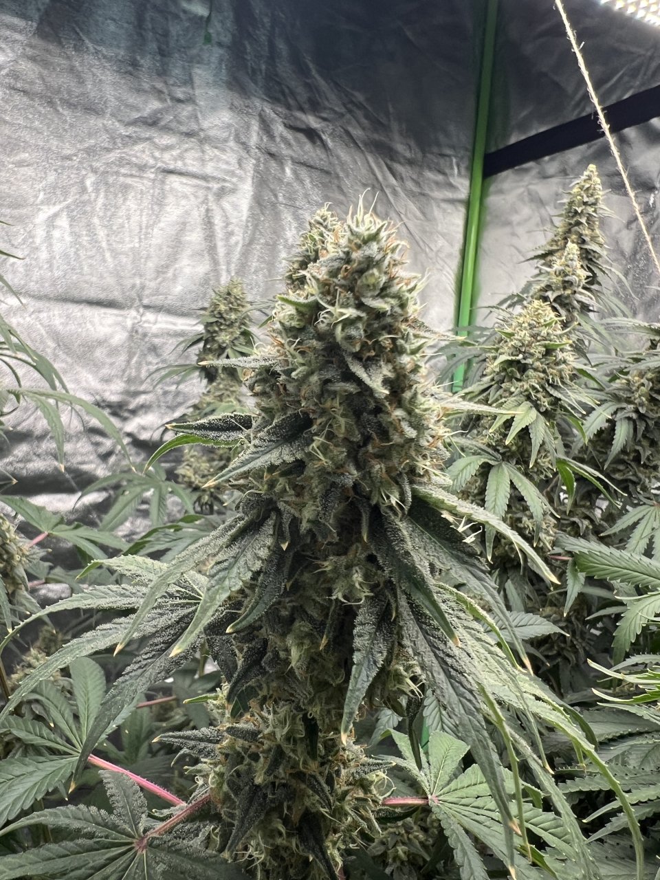 Banner flower Day 80 and day 52 of flower (week 7.5)