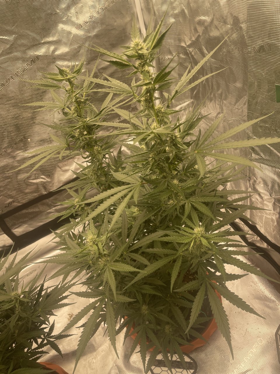 Banners day 27 Flower
