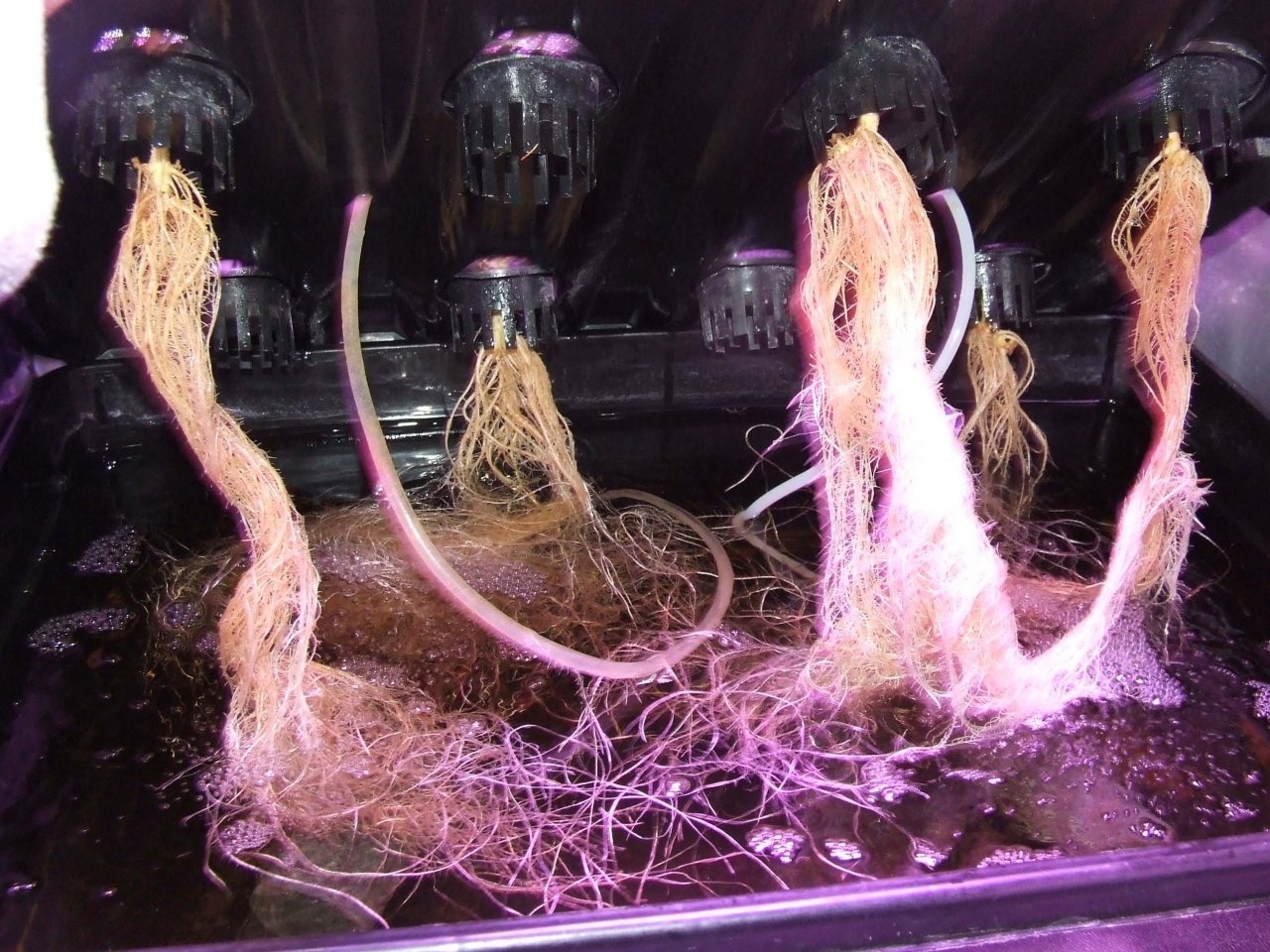 beautiful roots.jpg