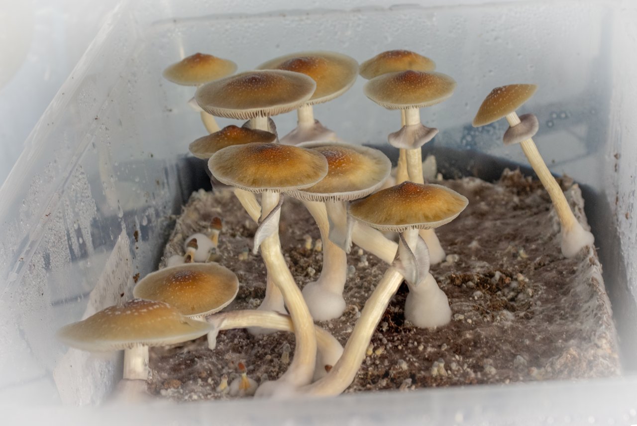 Blue Meanie pick two of 2nd flush.jpg