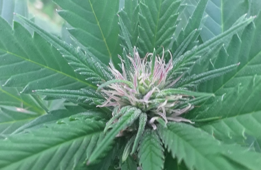 Buds Turning Purple