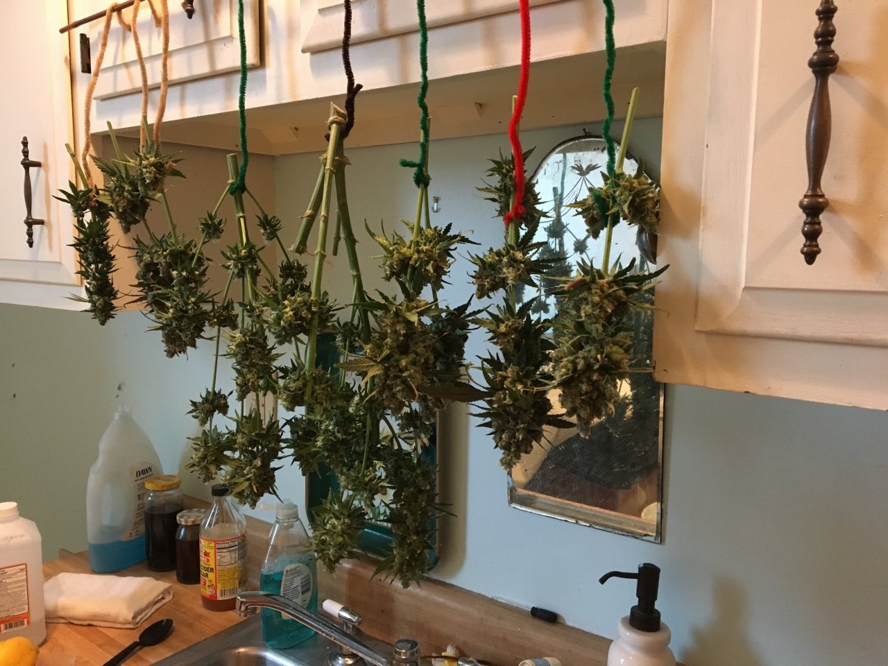 Candy Cane 5 Harvest: hanging