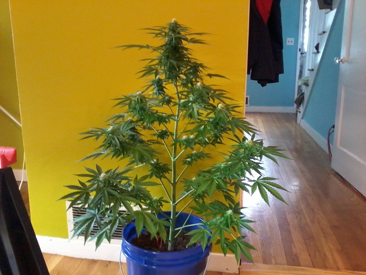 Candy kush auto red zip tie is on limb i pollinated with female pollen from the hong kong.