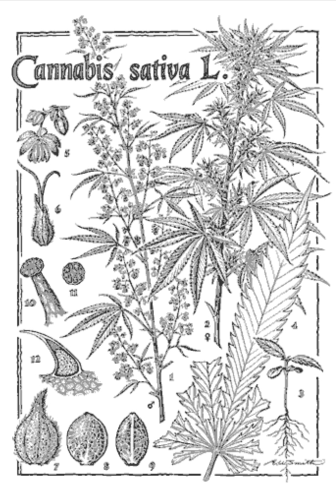 Cannabis sativa morphology